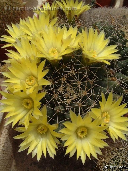 Mammillaria longimamma DSCF1281